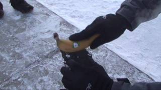 Using banana to hammer a nail at  52 degrees [upl. by Eilzel501]