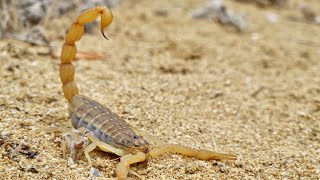 Highly Venomous Scorpion Mesobuthus gibbosus Of Europe [upl. by Franchot632]