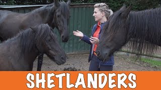 Voor en nadelen van Shetlanders PaardenpraatTV [upl. by Aalst]