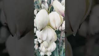 Yucca flowers close view [upl. by Hanonew642]