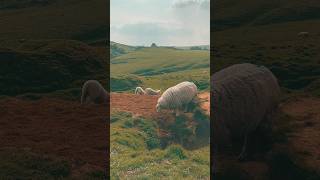 Do Sheep Make Their Own Beds lambing wildlife animalshorts [upl. by Towney]