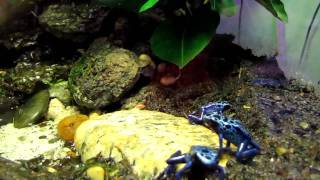 dendrobates azureus [upl. by Varien]