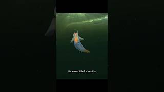 Sea Angels Ancient Creature in Deep Ocean 😨 ytshorts ocean [upl. by Esorbma]