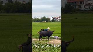 kerala vietnam hanoi [upl. by Patsy]