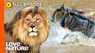 Lions Ambush at Wildebeest Crossing  Nomads of the Serengeti Ep101 [upl. by Fiona957]