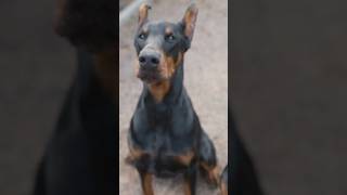 Unleashing the Truth on Doberman Pinscher Ear Cropping [upl. by Allerym176]