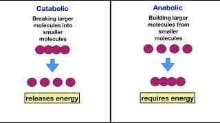 Endergonic and Exergonic Reactions [upl. by Jedidiah]