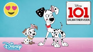 Dalmatinerveien 101  Møkkete valper 🐶 Disney Channel Norge [upl. by Jordans]