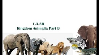 Grade1013B Kingdom Animalia [upl. by Lotsirb246]