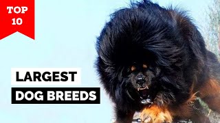 Top 10 Largest Dogs In The World [upl. by Dawaj59]