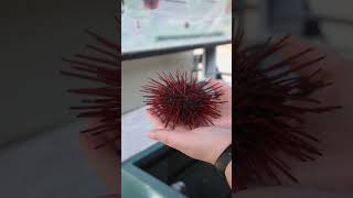 Red Sea Urchin Large Size  Telonicher Marine Lab sciencefacts animal biology [upl. by Tanhya219]