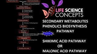 Phenolics Plant Secondary Metabolites  Shikimic Acid Pathway Or Malonic Acid Pathway [upl. by Raphaela]