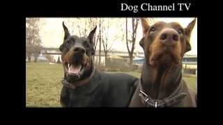 Doberman An introduction to the breed [upl. by Bowrah]