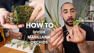 How to Divide Maxillaria Orchids [upl. by Naoj]