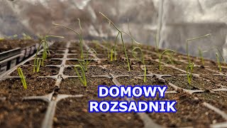 Warzywa WSCHODZĄ Moja Rozsada Warzyw w Domu w Growboxie Papryka Seler Por Cebula Uprawa 2023 [upl. by Elocn]