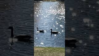 Sunshine Glistening off the Water at the Pond [upl. by Eirollam]