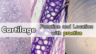 Hyaline cartilage histo diagram  Easiest way to draw hyaline cartilage [upl. by Geiss167]