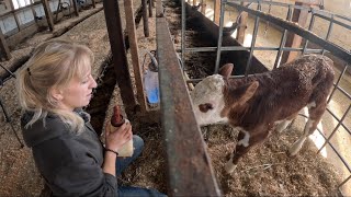 Orphaned baby and why are dairy farms so hard to keep clean… [upl. by Ahseeyt252]