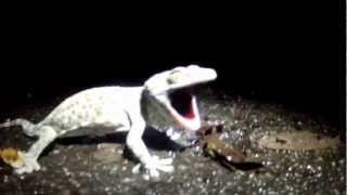 tokay gecko in thailand barking [upl. by Nnylrahc]