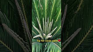 Tip for Cycas palm leaves plants terrace like reels youtube nature palm gardening cycas [upl. by Atiuqin]