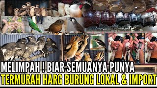 🔴 MELIMPAH  PROMO BIAR SEMUANYA BISA PUNYA TERMURAH BURUNG LOKAL amp IMPORT 083875536945 [upl. by Siesser]