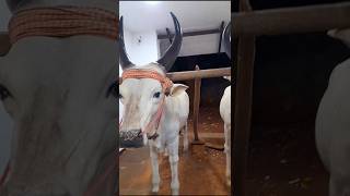 Realistic looking bullock at Alagappa Museum Karaikudi [upl. by Ydor]