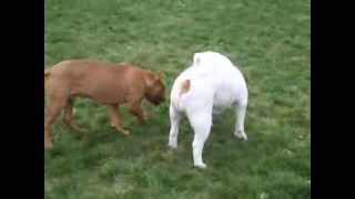 PIT BULL VS BULLDOG 2 [upl. by Alvinia93]