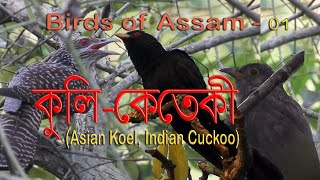 KuliKeteki  Birds of Assam01  Asian koel Indian Cuckoo [upl. by Mirna]