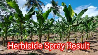 HERBICIDE SPRAYING TIPS  LAKATAN FARMING BASIC SANITATION [upl. by Anivlem]