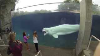 Beluga whale learns to scare kids Mystic Aquarium CT GoPro hero 3 black [upl. by Ellerehs717]