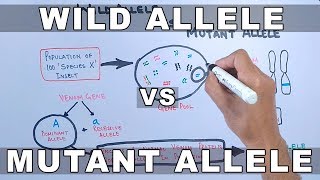 Wild Allele and Mutant Allele [upl. by Hoover]