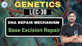 DNA REPAIR MECHANISMBASE EXCISION REPAIR GENETICS38 [upl. by Nelad]