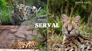 Most beautiful serval cat in the world [upl. by Barabbas]