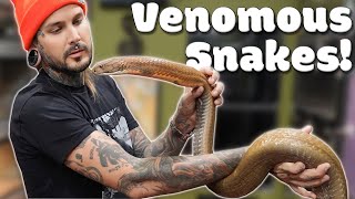 Feeding Venomous Snakes [upl. by Mccord38]