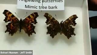 Mimicry in the Butterflies and Moths with Jeff Smith [upl. by Lyrak110]