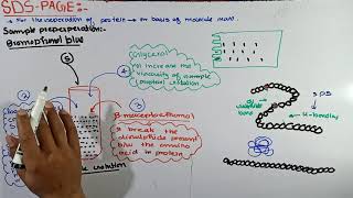 Part2 SDSPAGE Electrophoresis  preparation of sample solution in SDSPAGE Electrophoresis [upl. by Llen901]