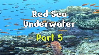 MYSTERIOUS Red Sea Underwater World Part 5 [upl. by Nnylav]