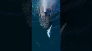 I love watching dolphins and whales play together 💙 whale shorts [upl. by Flip]