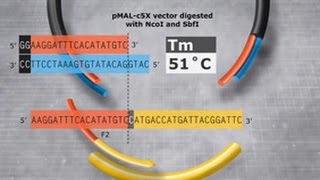 Primer Design and Fragment Assembly Using NEBuilder HiFi DNA Assembly or Gibson Assembly [upl. by Aela]