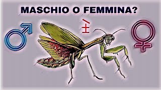 Come Capire Se Una Mantide è Maschio o Femmina [upl. by Lithea]