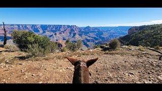 2 Hour Grand Canyon mule ride along the rim of the canyon [upl. by Sakul]