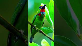 The redthroated barbet is a species of bird in thefamily Megalaimidae 🐦 shorts wildbirdlife [upl. by Frannie]