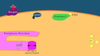 Calcium and IP3 in Signaling Pathways [upl. by Edwards398]