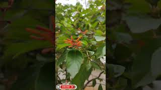 Hamelia Patens Care Tips Grow This Stunning Plant Like a Pro [upl. by Adnolehs]