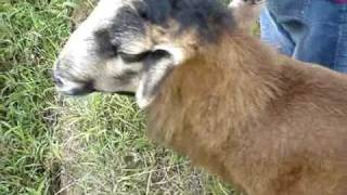 barbados blackbelly sheep near kuching [upl. by Onirefez958]