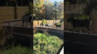 Mini goats walk in the plank  Spotted turtle enclosure tortugaranch dwarfgoats farm spotted [upl. by Neryt8]