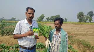 Hybrid radish of Kaveri Seeds SILVER WHITE [upl. by Ablasor]