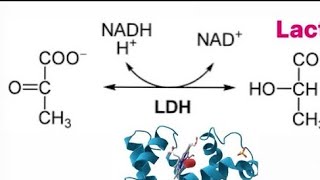 Biochemistry  anaerobic metabolism lactate dehydrogenase mechanism [upl. by Det]