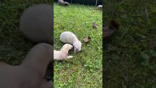 Little Ms Ruby had a lot to say today ferrets asmranimals happypets [upl. by Jillayne]