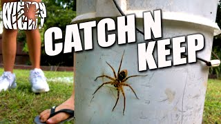 Catch N Keep  SpidersCentipedes 4 [upl. by Gnihc]